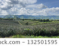 Green pineapple fields under bright cloudy sky in mountains 132501595