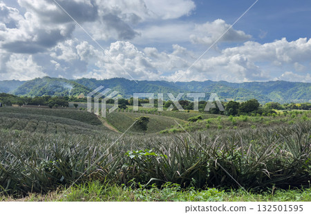 Green pineapple fields under bright cloudy sky in mountains Green pineapple fields under bright cloudy sky in mountains 132501595