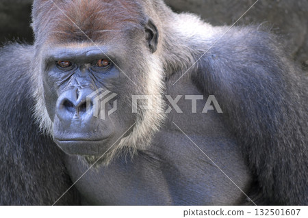 一隻大猩猩在許多人面前平靜地度過一天 132501607