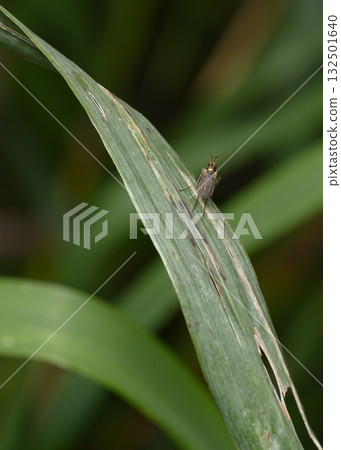 A close-up view of a fly sitting on the edge of a shrub leaf 132501640
