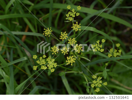 Close-up of a yellow umbellate inflorescence of a wildflower in the forest 132501641