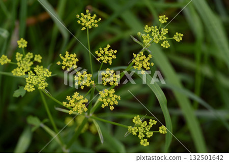 Close-up of a yellow umbellate inflorescence of a wildflower in the forest Close-up of a yellow umbellate inflorescence of a wildflower in the forest 132501642