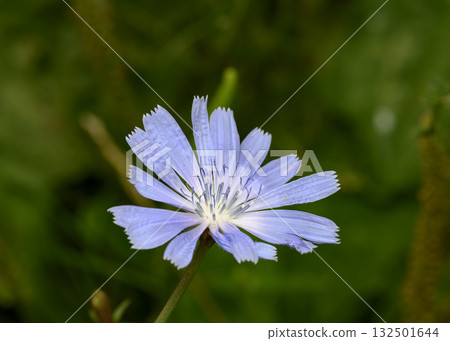 A close-up view of a chicory flower in the forest 132501644