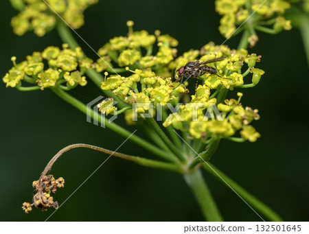 A fly drinks nectar from a yellow wildflower in the forest 132501645