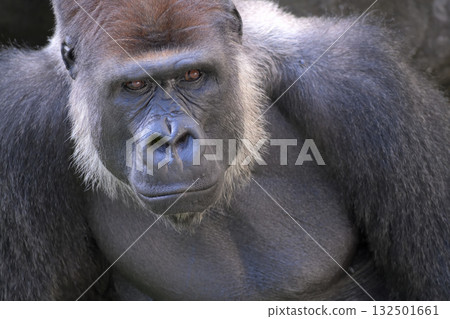 一臉不高興的大猩猩說,有時會有吵鬧的顧客。 一臉不高興的大猩猩說,有時會有吵鬧的顧客。 132501661