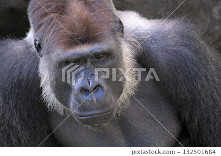 一臉疲憊又睏倦的大猩猩 132501684