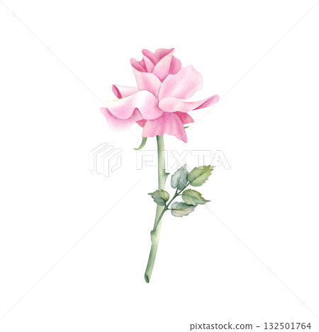 Watercolor rose clip art side view. Open bud, one flower, stem, leaf. Delicate pink floral illustration isolated from background. Wedding invitation design, greeting card on International Women's Day 132501764