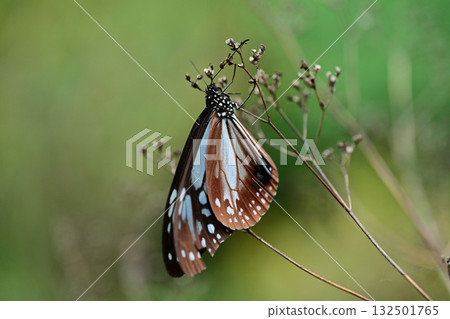 A chestnut butterfly resting its wings 132501765