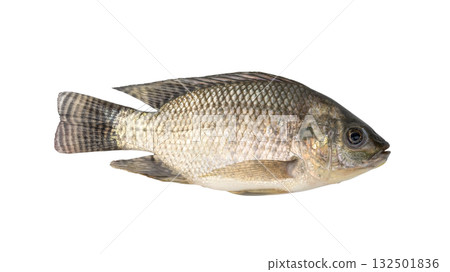 Young small Tilapia fish isolated on white background with clipping path.Top view Young small Tilapia fish isolated on white background with clipping path.Top view 132501836