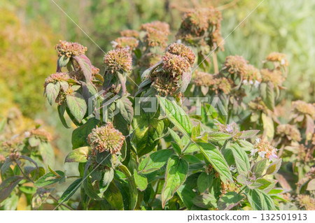 Mountain-mint in nature. Pycnanthemum incanum is growing in garden. Green bush in meadow. Cultivated for its romantic flowers in country garden. 132501913