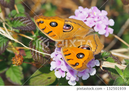 Junonia almana (Autumn type) 132501939