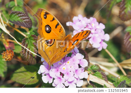 Junonia almana(秋季型) Junonia almana(秋季型) 132501945
