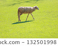 Close up the brown Sheep is rest in garden 132501998
