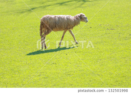 Close up the brown Sheep is rest in garden 132501998