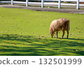 Close up the brown Sheep is rest in garden 132501999