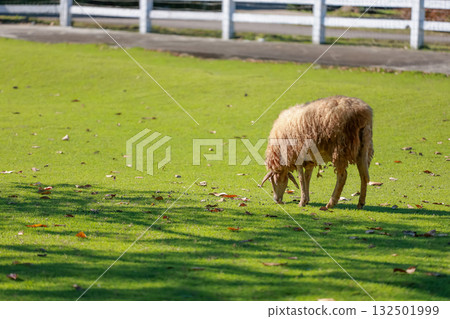 Close up the brown Sheep is rest in garden 132501999
