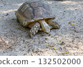 Sulcata tortoise in the garden at thailand 132502000