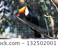 The toco toucan bird on the wood tree 132502001