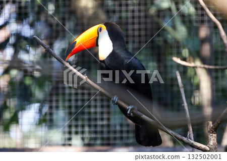 The toco toucan bird on the wood tree The toco toucan bird on the wood tree 132502001