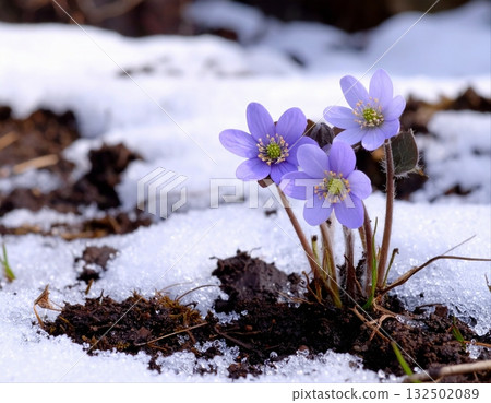 Snowgrass告訴春天 132502089