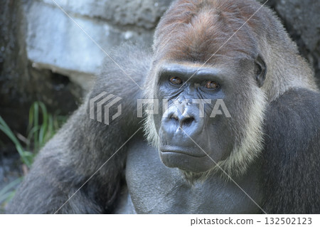大猩猩的眼神很溫柔，看著吵鬧的人類 132502123