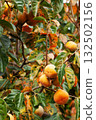 柿樹 柿樹 132502156