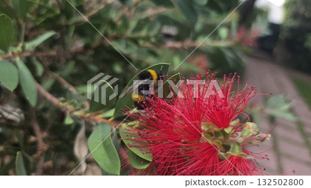 Bumblebee pollination on vibrant red bottlebrush flower in lush garden setting. Callistemon Bumblebee pollination on vibrant red bottlebrush flower in lush garden setting. Callistemon 132502800