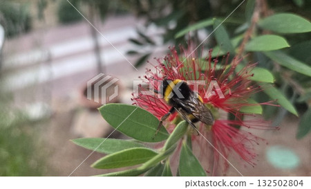 Bumblebee pollinating red bottlebrush flower in lush garden setting. Callistemon 132502804
