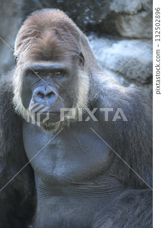 "How about a scary face?" Gorilla suggests. 132502896