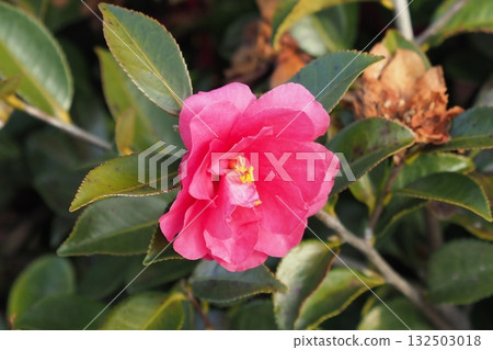 美麗的茶梅(Camellia sasanqua) 美麗的茶梅(Camellia sasanqua) 132503018