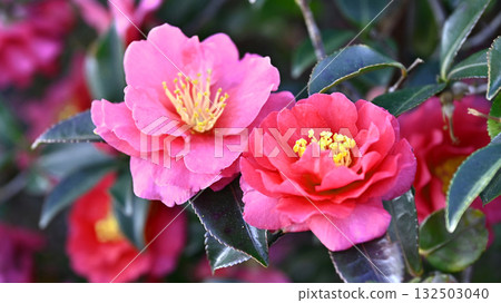 美麗的茶梅(Camellia sasanqua) 美麗的茶梅(Camellia sasanqua) 132503040