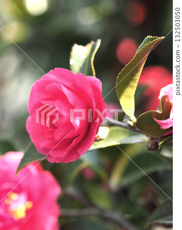 Beautiful camellia (Camellia sasanqua) Beautiful camellia (Camellia sasanqua) 132503050