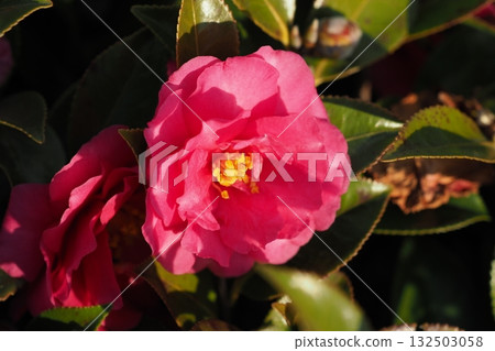 美麗的茶梅(Camellia sasanqua) 美麗的茶梅(Camellia sasanqua) 132503058