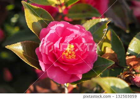 美麗的茶梅(Camellia sasanqua) 美麗的茶梅(Camellia sasanqua) 132503059