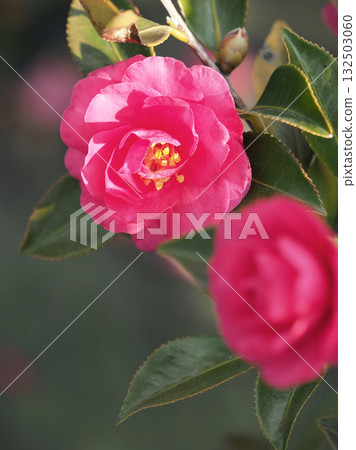 美麗的茶梅(Camellia sasanqua) 美麗的茶梅(Camellia sasanqua) 132503060