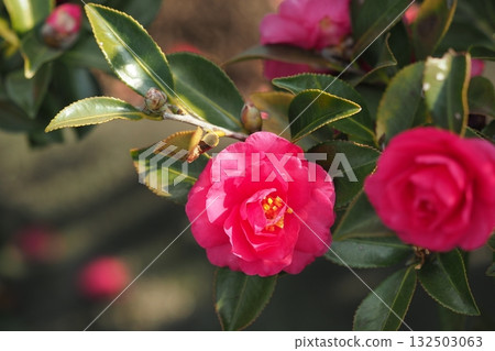 Beautiful camellia (Camellia sasanqua) Beautiful camellia (Camellia sasanqua) 132503063