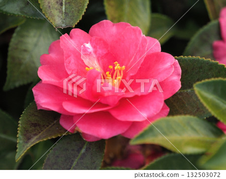 Beautiful camellia (Camellia sasanqua) Beautiful camellia (Camellia sasanqua) 132503072