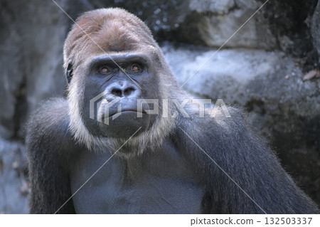 大猩猩的臉由圓眼睛、圓鼻子和圓嘴巴組成。 132503337