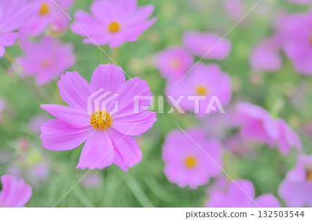 秋季花波斯菊田風景 132503544
