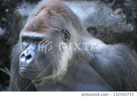 「是的,它和你的視線齊平。再來一張怎麼樣?」大猩猩問道,並把臉湊到他面前。 「是的,它和你的視線齊平。再來一張怎麼樣?」大猩猩問道,並把臉湊到他面前。 132503715