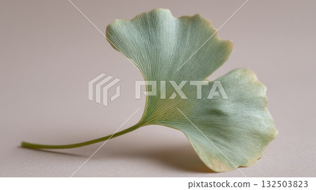 Ginkgo leaf close-up 132503823