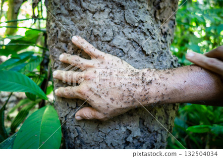 Hand in an anthill for natural mosquito protection in the Amazon Hand in an anthill for natural mosquito protection in the Amazon 132504034