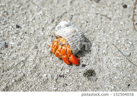 Hermit crab on a white sand beach in Maupiti, French Polynesia Hermit crab on a white sand beach in Maupiti, French Polynesia 132504038