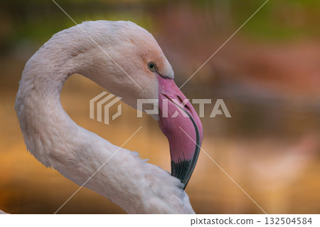 Greater flamingo Wildlife animal. Greater flamingo Wildlife animal. 132504584
