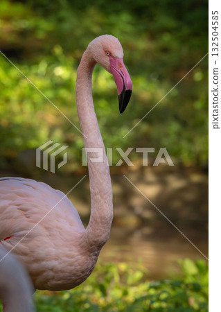 Greater flamingo  Wildlife animal. 132504585
