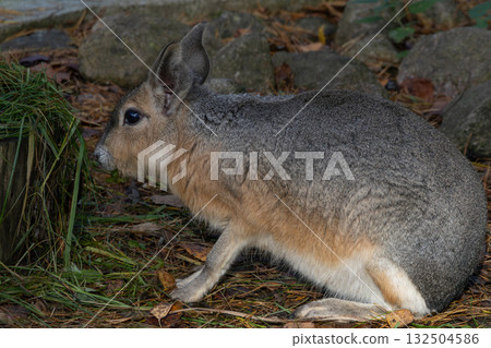 Patagonian hare or dillaby. 132504586