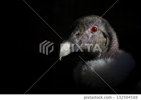Andean Condor female (Vultur gryphus) close-up portrait 132504588