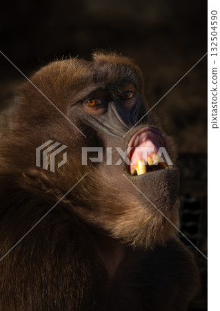 Geladas are great primates living in Ethiopia only. Africa. 132504590