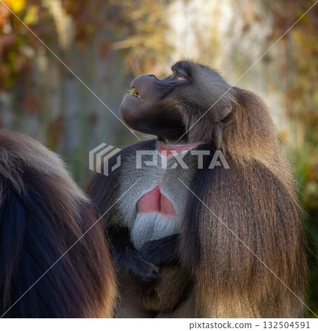 portrait of alpha male of endangered endemic animal monkey Gelada baboon. 132504591