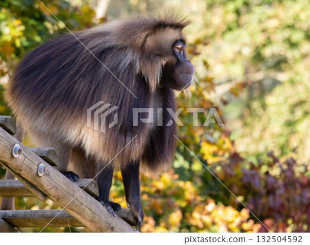 portrait of alpha male of endangered endemic animal monkey Gelada baboon. 132504592